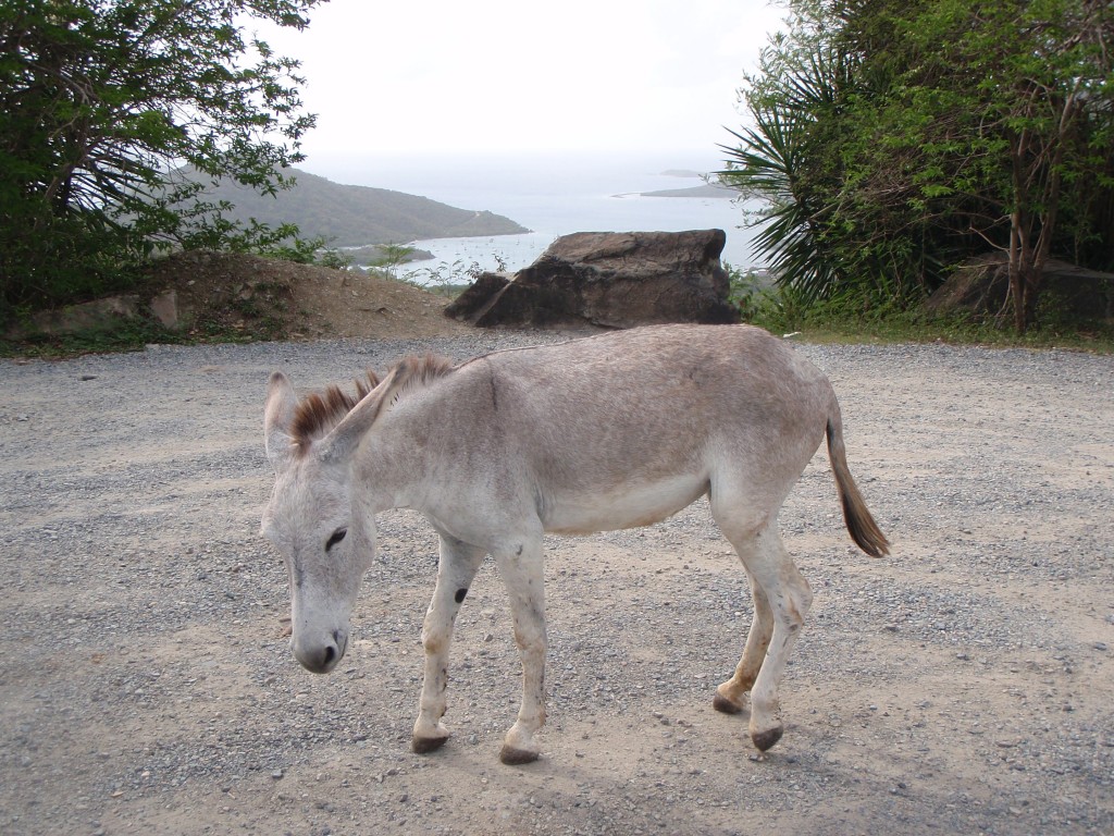Donkey on St. John USVI • Traveling Hindsights - by Dominic Urbano