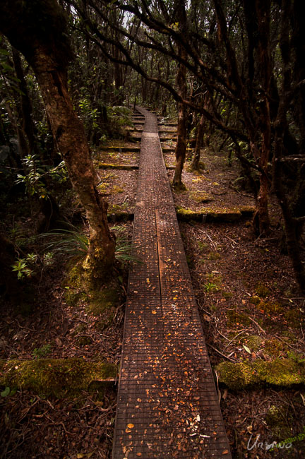 Day 5 – Short Kauai Vacation – Alakai swamp trail