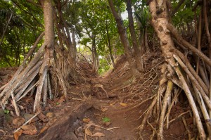 Secret Beach trail