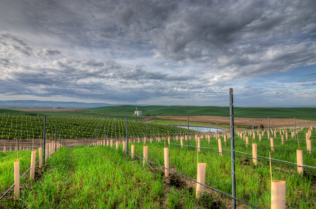 a new Walla Walla vineyard