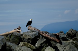 Bald eagle