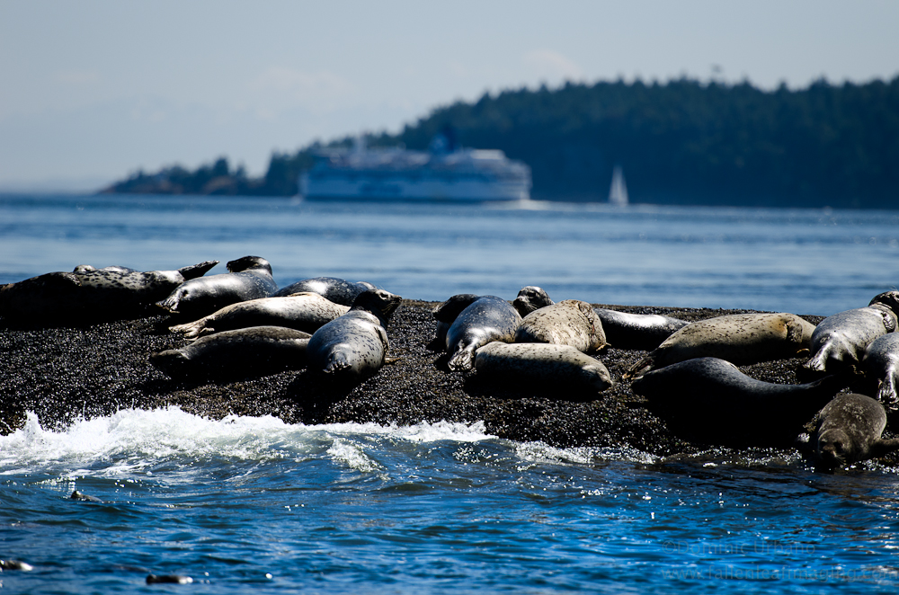 seals