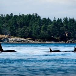 J Pod orca whales