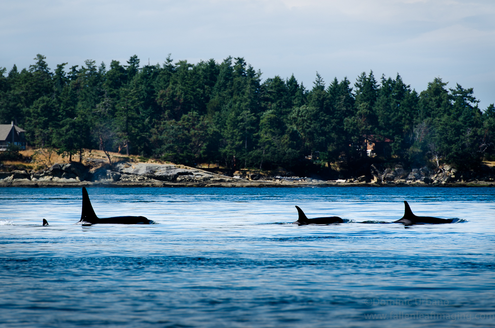 Vancouver Whale Watch – J pod orcas