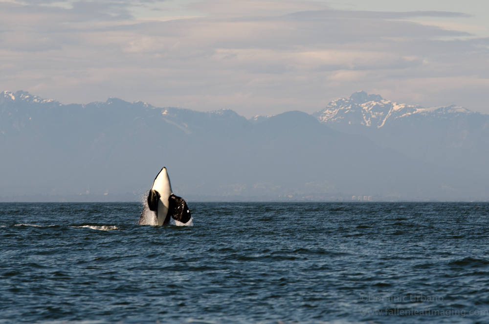 orca whale breach