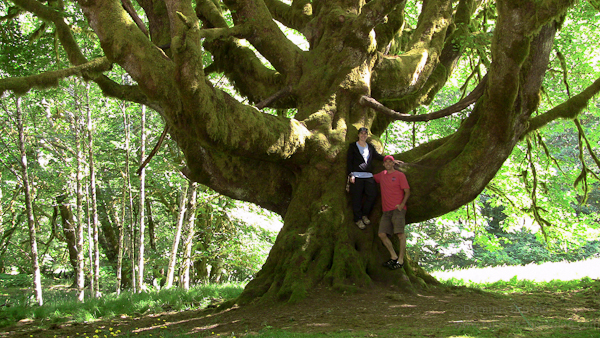 Massive big leaf maple