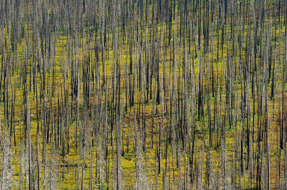 Forest fire in the Cascade mountains.