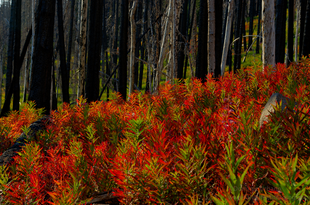 Cascade mountain fall colors.