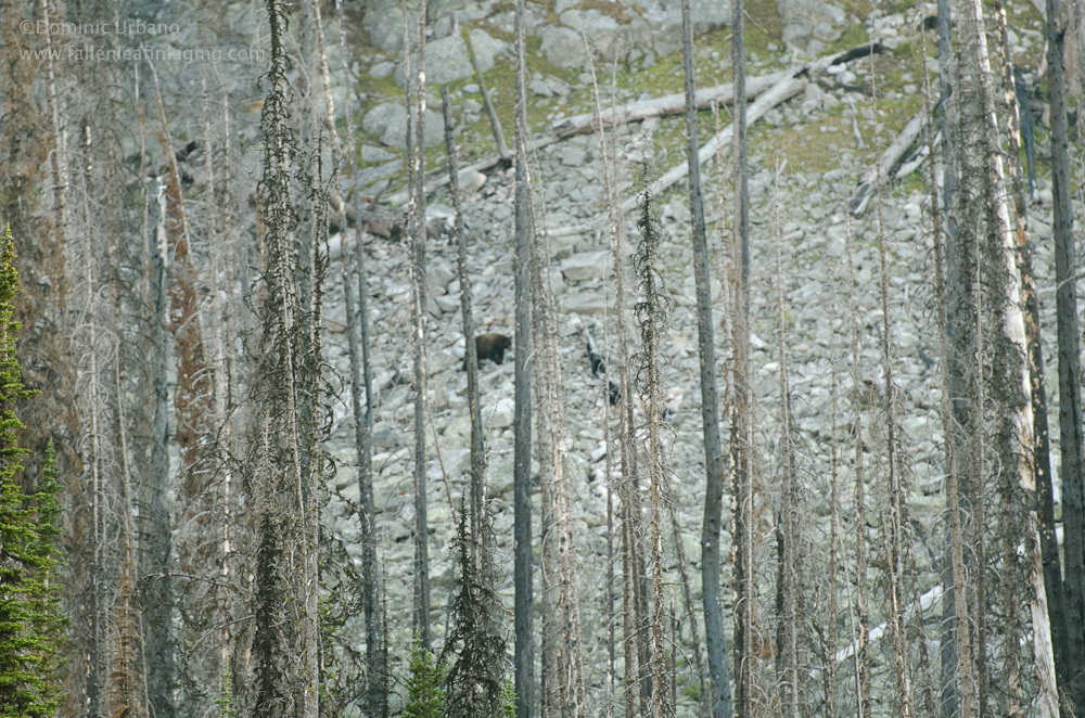 Bear in the North Cascade mountains