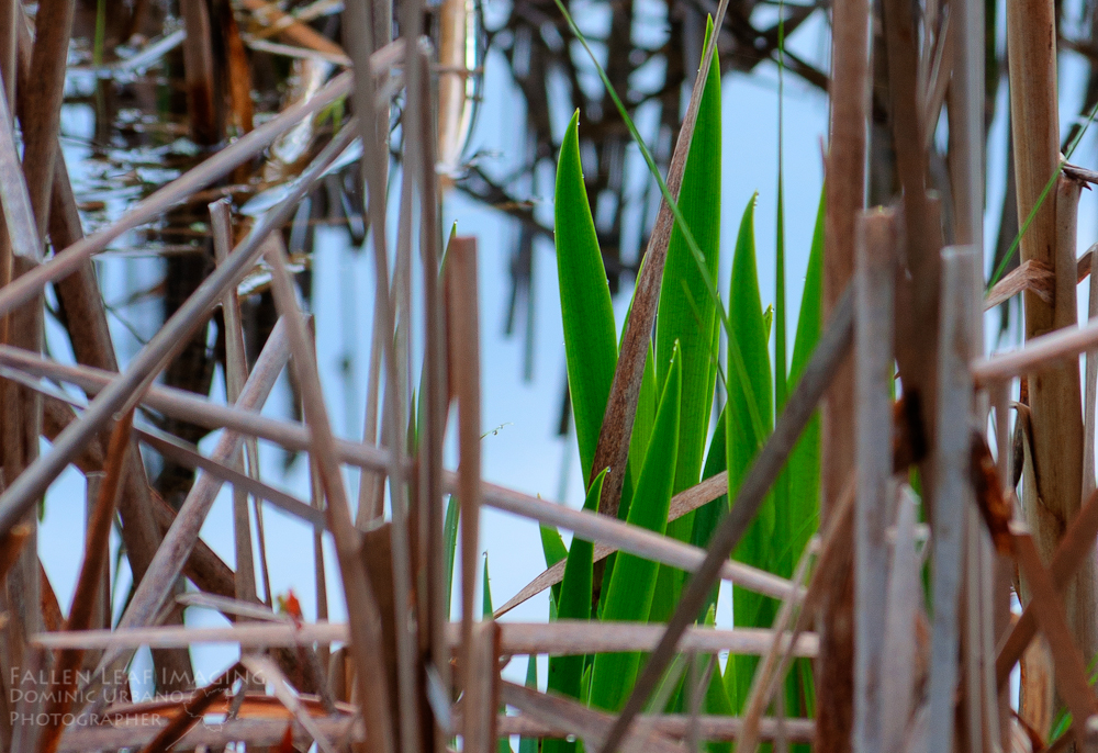 Cattail new spring growth