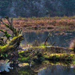 Washington wetland