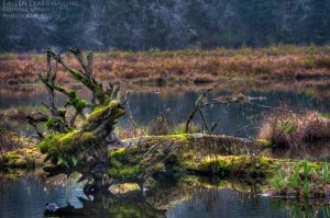 Washington wetland