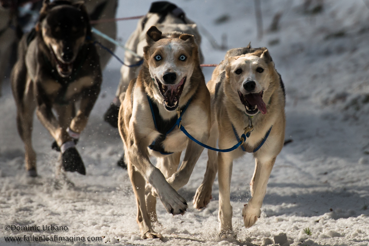 Cascade Quest dog sled race at Lake Wenatchee